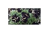 Seeds & Plants Shop by Ipsa
