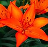 Beautiful Flowers, Orange Ton Asiatic Lily Bulb