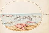 Art Print : Joris Hoefnagel, Animalia Aqvatilia et Cochiliata (Aqva): Plate XLIX, c.1578, Historic Wall Décor : 12in x 08in