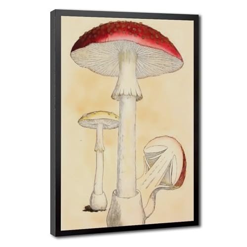 Toile de mouche agaric aquarelle rétro poster botanique tableau salon 30x45