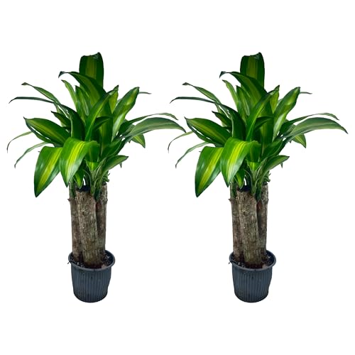 LEAL PLANTS ECUADOR Dracaena Massangeana (Pack of 2) Striking Corn Plant with Bold Green & Yellow Foliage Low-Maintenance Indoor Plant Perfect for Home Decor Unique Gift for Plant Lover