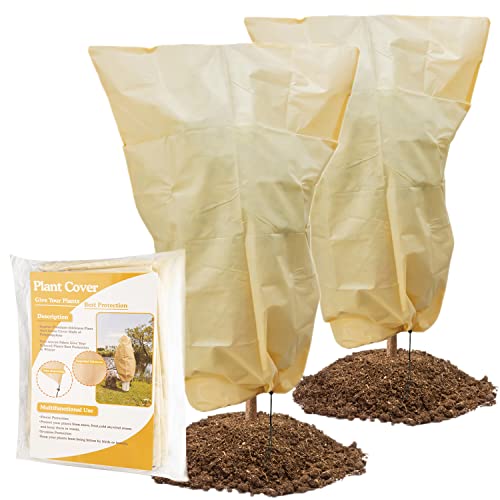 How To Protect Plants From Frost? 11 Things You Must Be Doing