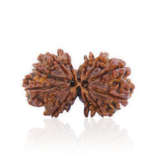 SRT Rudra Gaurishankar Rudraksha Original Nepali Bead 22mm-32mm ?? ? ? ? ? ? Blessed by Lord Shiva Parvati TraditionalGori Sankar Rudraksh for Mala Jaap