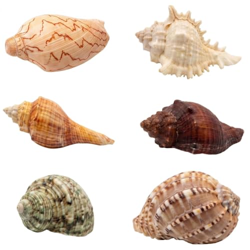 Image of 6PCS Hermit Crab Shells Large | Assorted Sea Conch 2 inch - 3.9 inch, Opening Size 1.5 inch - 2.5 inch | Natural Hermit Crab Growth Turbo Seashells Small Medium Large Hermit Crab Accessories Supplies