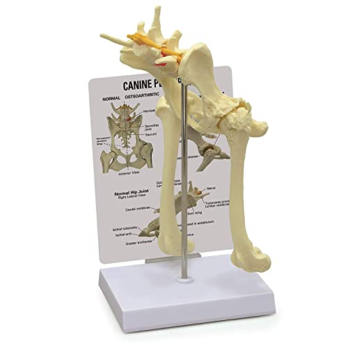 Modèle de bassin canin avec hanche réplique anatomique pour vétérinaire