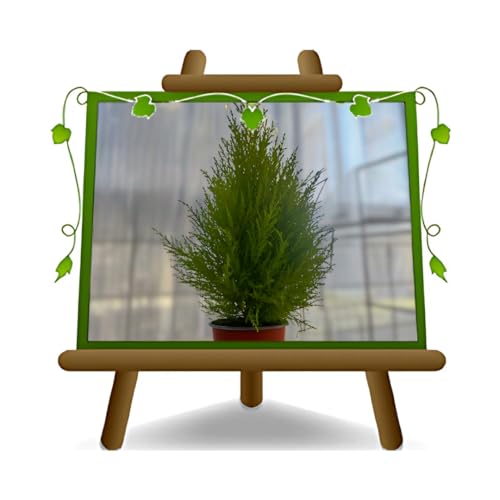 Cupressus Macrocarpa Goldcrest Wilma Plantas Ornamentales Altura: 60 ~ 70 cm Jarrón: 14 cm