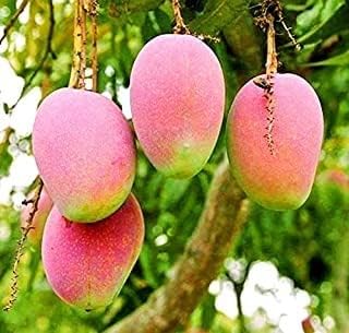 See full amazon price history chart for MANGO Tree Plant Hybrid Grafted All Time / 12 Mashi Baramashi Mango Fruit Plant Sweet Mango MANGO Tree Plant Hybrid Grafted All Time / 12 Mashi Baramashi Mango Fruit Plant Sweet Mango (B0CG3XMSTB) Amazon Price History, Amazon Price Tracker