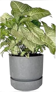 Flower Pot Planting Chalet (30cm)