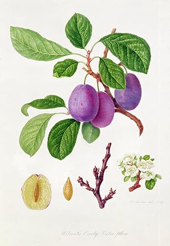 Peinture murale Wilmot s Violet Prune William Hooker affiche impression toile haute d&eacute;finition