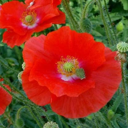 Green World SHIRLEY POPPY RED FLOWER SEEDS FOR KITCHEN GARDENING (10 seeds) (B09KY5977T) Amazon Price History, Amazon Price Tracker