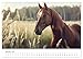 Wild Manes: A Year with Horses (Wall Calendar 2026 DIN A3 Landscape), CALVENDO Monthly Calendar: Natural Elegance and Vitality of Horses in Natural Environment