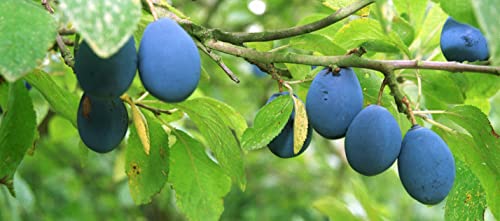 Tiptree Damson Preserve, 12 Ounce Jar #TOP6