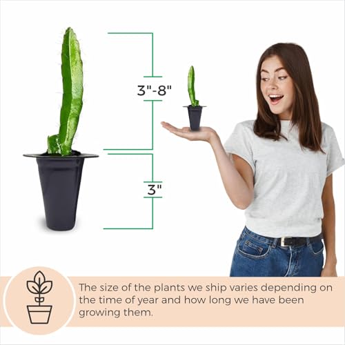 Dragon Fruit Edgar's Baby (4 Pack) | Real Live Fruit Plants for Sale | Rare Exotic Variety | Sweet Edible Fruit | Easy to Grow Live Plants for Organic Gardens. (Edgar's Baby) - Image 5