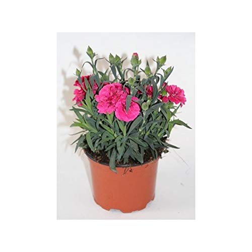 Clavel Ten Nelke (Rojo)