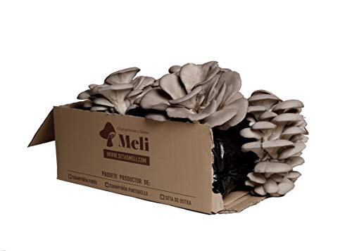 Setas Meli - Alpaca Productora de Ostra | 4 kg de Setas de Ostra en Diferentes Floradas, Producto Fresco y Ecológico en 10 días Cover
