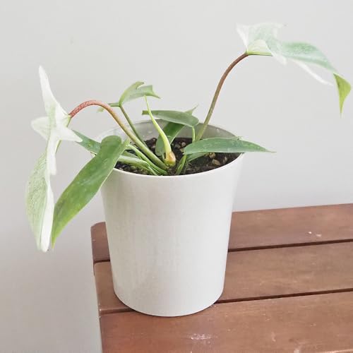 ITANSE フィロデンドロン フロリダゴーストミント 4号 1個売り【品種で選べる観葉植物】学名:Philodendron Florida 'Ghost Mint'/サトイモ科フィロデンドロン属 非耐寒性常緑多年草●独特の葉色と形状が特徴。新芽は淡いミン