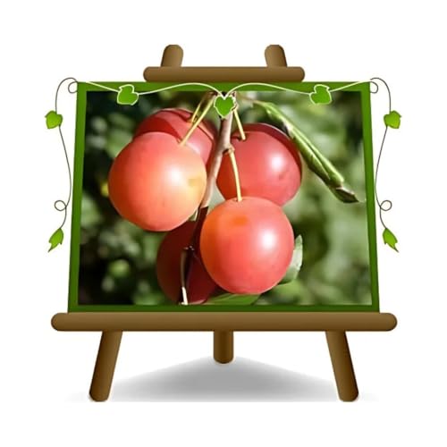 Ciruela myrobolan (rústica) - Planta frutal en maceta 20 injertado Portainjerto - árbol max 170 cm - 2 años