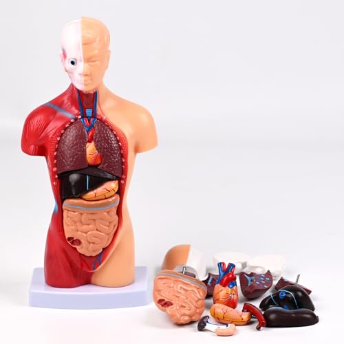 Human Body Model for Kids, 10.63 Inch Clear Human Body