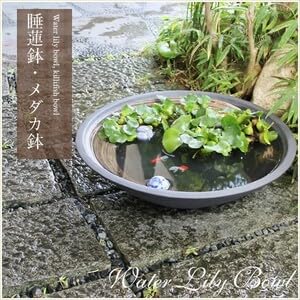 Amazon.co.jp: 信楽焼 睡蓮鉢 メダカ鉢 おしゃれ めだか鉢 陶器 水鉢