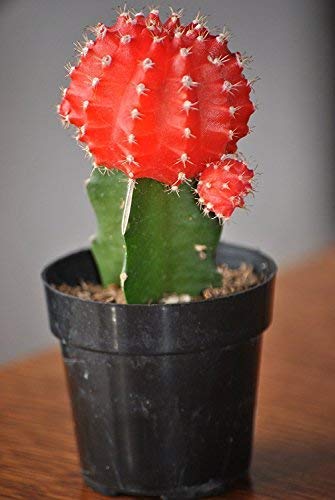 Krishta Nursery Moon Catus (Sweet Cactus) Indoor and Outdoor Plant with Pot