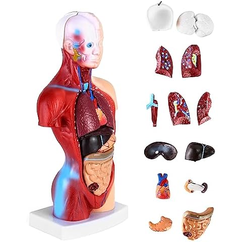 QWORK® Modèle d'Anatomie Humaine 15 Pièces Cover