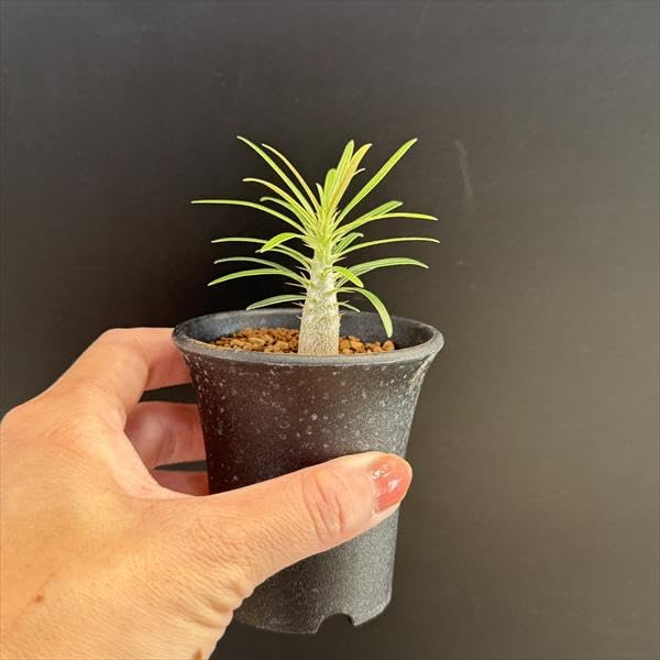 Amazon｜コーデックス：パキポディウム グラキリス 実生 M*｜観葉植物