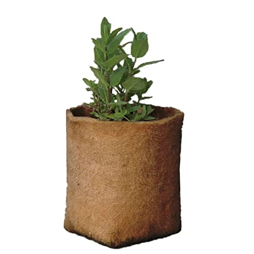 Haxnicks Vaso di canapa | 5L | HEMP010101, marrone