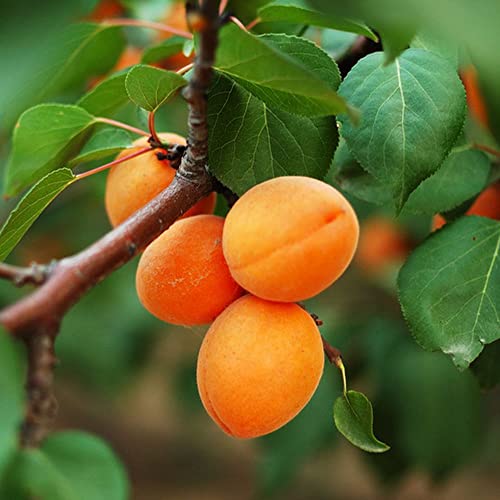 semillas resistentes del albaricoquero - decoracion jardin balcón 25pcs