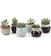Amazon.co.jp: T4U 植木鉢 多肉植物鉢 サボテン鉢 おしゃれ 2号鉢 陶器