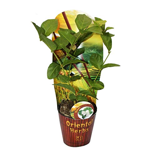 Exotenherz Arabischer Jasmin - Jasminum sambac - 12cm Topf