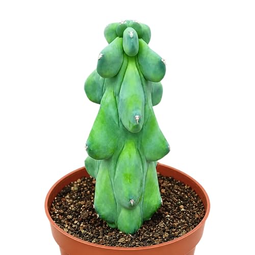 Boobie Cactus Live Plant - Myrtillocactus Geometrizans Fukur...