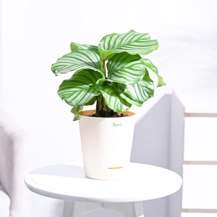 UGAOO Calathea Orbifolia Natural Live Indoor Plant with Pot - Medium (B09PF2Y1YG) Amazon Price History, Amazon Price Tracker