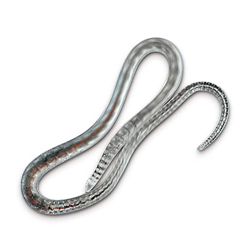 Lumbriculus Variegatus, Living, Culture