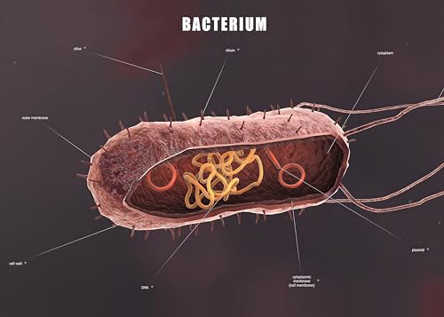 Image of Taanfu Body Educational Learning Anatomy Posters ，Bacterium Art Bacterium Villi Anatomy Art Poster Digestive System Organs Illustration Small Intestine Physiology Anatomy Wall Art Villi