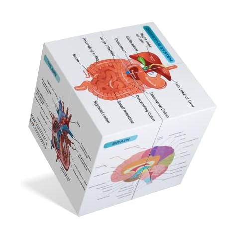 kaitnax Human Anatomy Study Cube Set Cover