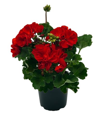 stehende Geranie (Pelargonium zonale) Sorte: Bernd dunkelstes Rot kräftige Pflanze je im 12cm Topf (6 Pflanzen im Set)