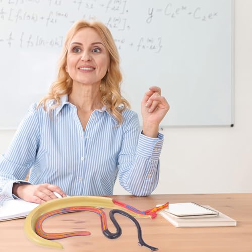 Modèle anatomique de schistosome pour dynamiser vos cours de biologie au lycée - 3