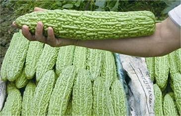Golden Hills Farm 50 seeds Big Bitter Gourd Vegetable Seeds (B07RXXG9F1) Amazon Price History, Amazon Price Tracker