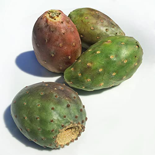 Kejora Fresh Cactus Pears
