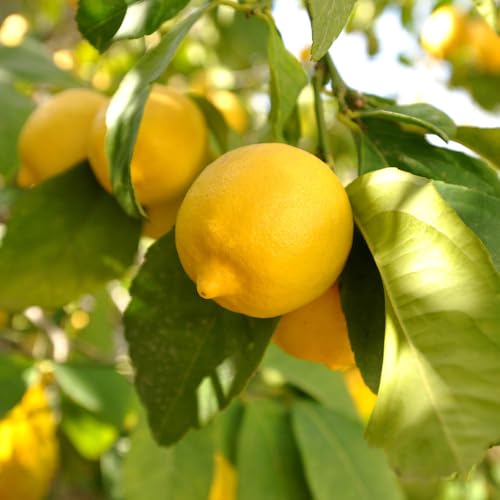 YouGarden Large Lemon Trees, Pair of Trees Supplied in 4 Litre Pots, Fruit for Gardens or Patios, Citrus for Gardens, Supplied as Established Ready to Plant Tree