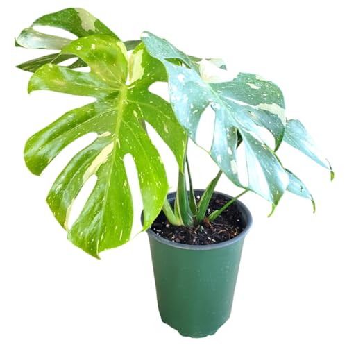 Thai Constellation Monstera Plant (1 Gallon/6" Nursery Pot) - 14"...