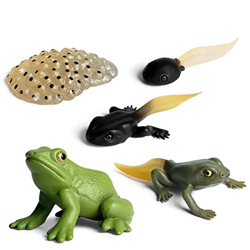 Cirdora Jouet De Figurines d'animaux De Cycle De Vie, Modèles De Cycle De Vie Grenouille 5 Pièces Éducatives Évolution Jouets Modèle De Stade De Croissance pour Les Enfants