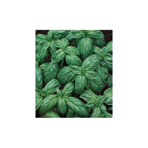 Premier Seeds Direct Organic Genovese Basil Seeds Cover