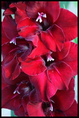 Cut Flowers/Gladiolus Bulbs for Planting/Greening Flower/Excellent Display/Natural Organic/Good for Containers -10 Bulbs-D