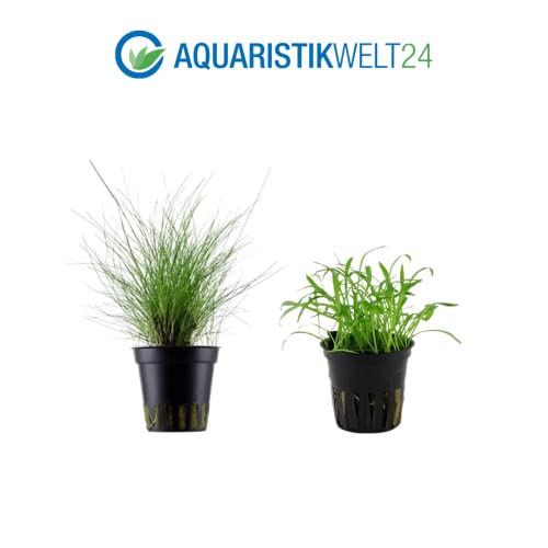 AquaOne Aquarium Pflanzen I 5X Wasserpflanzen I Vordergrund Aquarienpflanzen I Alternanthera Lilaeopsis Eleocharis Micranthemum Bucephalandra I Set mit 5 Vordergrundpflanzen - Image 5