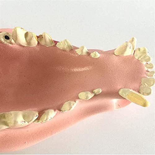Modèle d'anatomie vétérinaire canine à décomposition pour enseignement