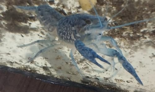 Live Breeding Pair Electric Blue Crayfish, Crawdad, Crawfish, 1- Male 1- Female. Can not Ship to...