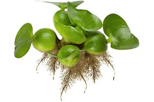 Floating Lily Pad Plants for Your Koi Pond, Bundle of 3