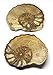 Ammonite Acanthoceras Split Polished Fossil Texas 96 MYO w/Label #16209 39o