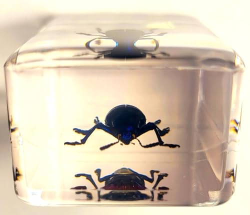 Image of 44mm Real Cobalt Blue Milkweed Beetle in Crystal Clear Lucite Resin Specimen Preserved Insect Bugs Taxidermy Crafts Collection for Biology Science Education & Desk Ornament Display Supplies